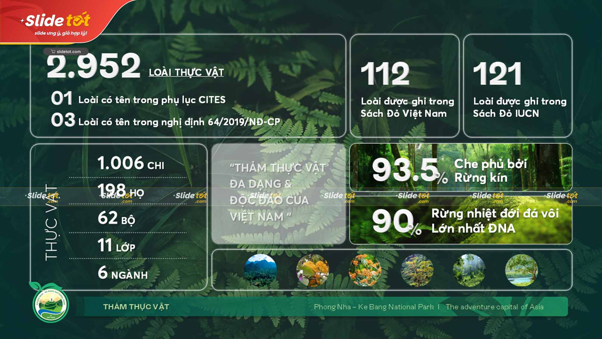 Mẫu Slide bảo vệ rừng: Vườn quốc gia Phong Nha Kẻ Bàng (National Park Phong Nha) 9 Mẫu Slide bảo vệ rừng: Vườn quốc gia Phong Nha Kẻ Bàng (National Park Phong Nha) - Ảnh 7